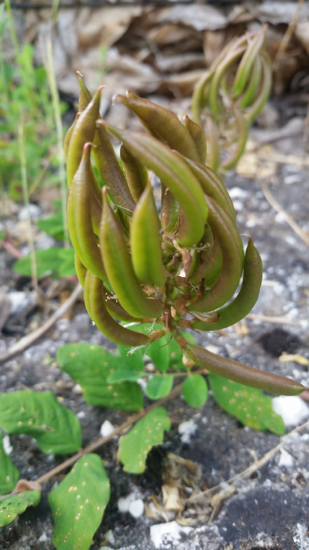 Astragalus glycyphyllos (Fabaceae)